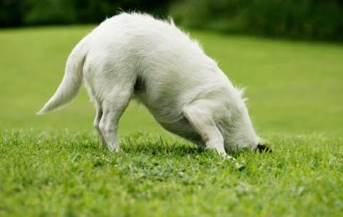 ¿Por qué los perros entierran huesos?