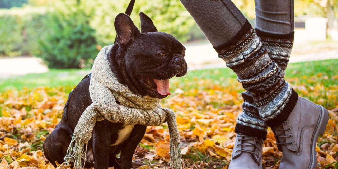 3 Consejos para elegir la mascota adecuada para su familia