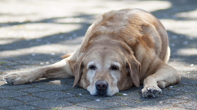 ¿Cómo puedo proteger a mi perro de un golpe de calor?