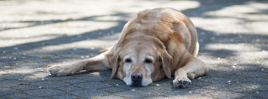 ¿Cómo puedo proteger a mi perro de un golpe de calor?