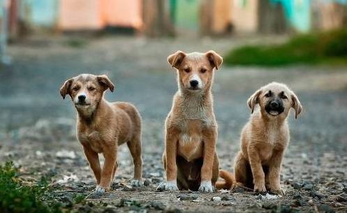 Cuidados básicos de tu animal de compañía.