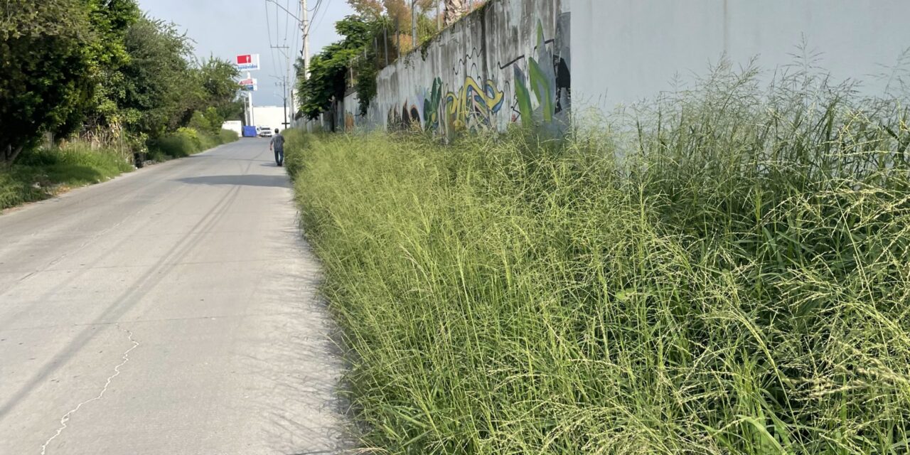 Municipio descuida calles y banquetas.