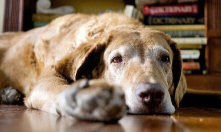 Alzheimer en perros: el Síndrome de Disfunción Cognitiva