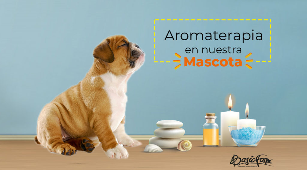 Aromaterapia en mascotas