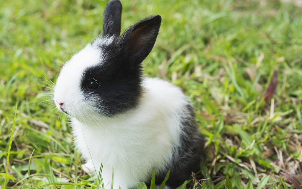 16 errores al cuidar conejos que se cometen con frecuencia
