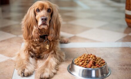 ¿Cómo saber si mi perro tiene un transtorno alimenticio?