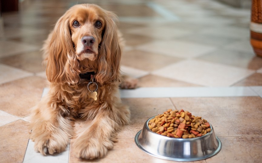¿Cómo saber si mi perro tiene un transtorno alimenticio?