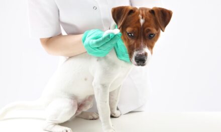 Dermatofitosis en perros: causas, síntomas y tratamiento