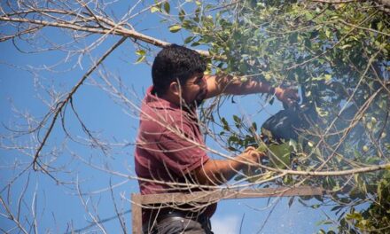 El Departamento de Parques y Jardines realizó trabajos varios en la Alameda «Margarita Maza de Juárez»