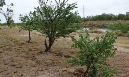 AMPLÍA GOBIERNO DE RÍO BRAVO ZONA REFORESTADA EN LIBRAMIENTO