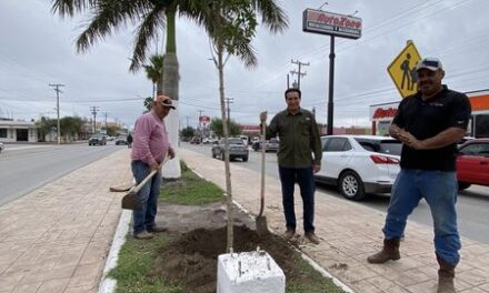 Supervisa Dr. Alberto Alanís, reforestación al camellón central de la Av. Lázaro Cárdenas