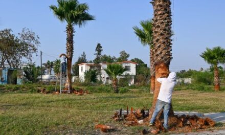 Departamento de Parques y Jardines del Gobierno Municipal, realiza la Poda y Mantenimiento de Palmas y Árboles en el Boulevard