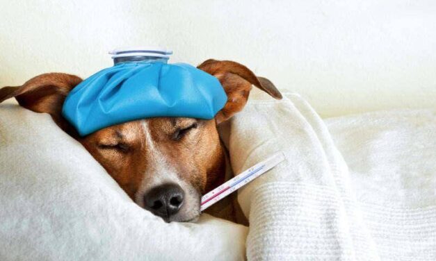 Los perros pueden resfriarse