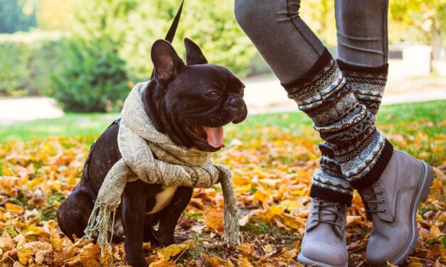 3 Consejos para elegir la mascota adecuada para su familia