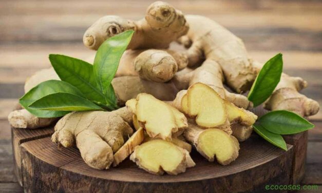 Qué le pasa a tu cuerpo su consumes jengibre durante un mes