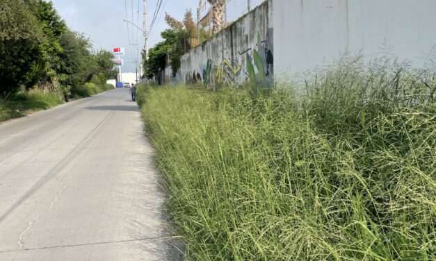 Municipio descuida calles y banquetas.
