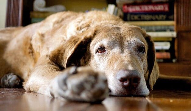Alzheimer en perros: el Síndrome de Disfunción Cognitiva
