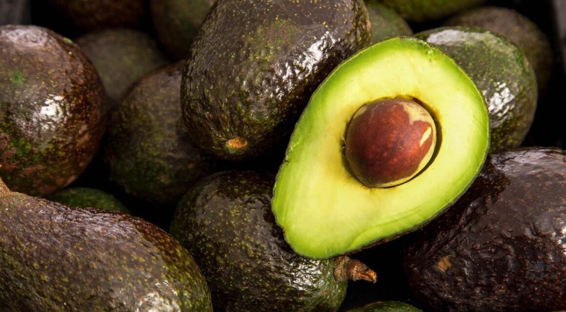 EU revela cómo fue la amenaza a su agente que motivó a suspender las ventas de aguacate mexicano a ese país