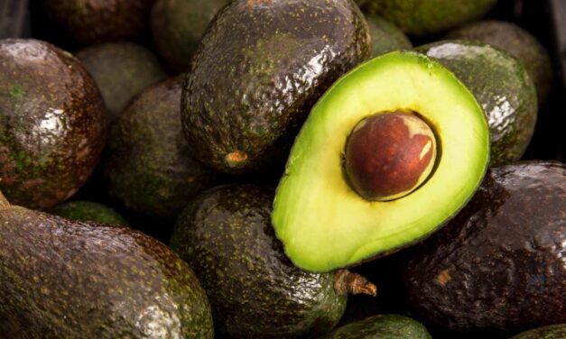 EU revela cómo fue la amenaza a su agente que motivó a suspender las ventas de aguacate mexicano a ese país
