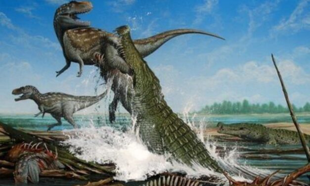 Descubrimiento de una nueva especie de cocodrilo del periodo Cretácico