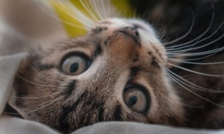 Estereotipias en gatos: qué son y cuáles son las más comunes