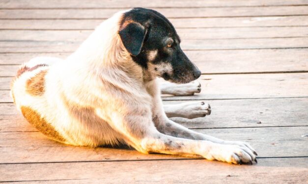 Mi perro es territorial: ¿por qué? ¿Qué puedo hacer?