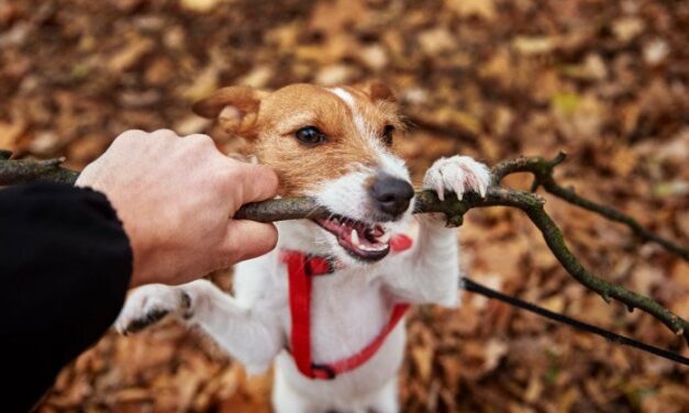 Perro reactivo: ¿qué es? Te hablamos de la reactividad en perros