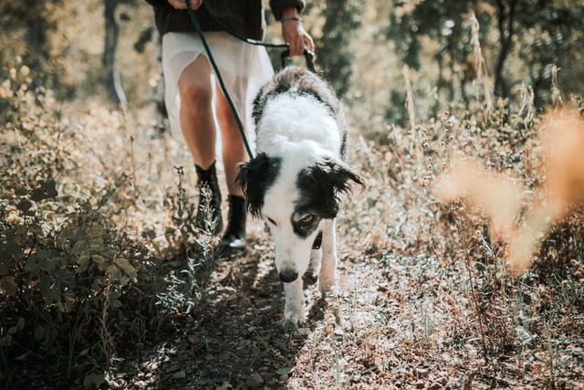 El golpe de calor en los perros: causas, síntomas y cómo evitarlo