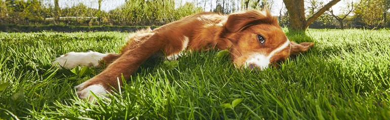 Los cambios de temperatura y los peludos