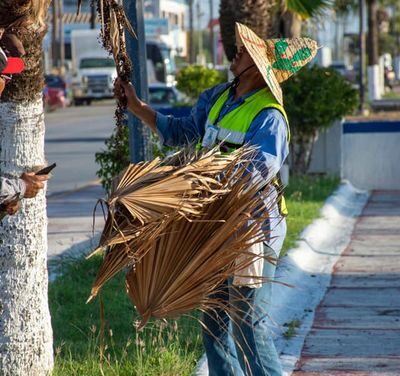 Departamento de Parques y Jardines se encuentra realizando labores de limpieza y jardinería, en la Avenida Lázaro Cárdenas.