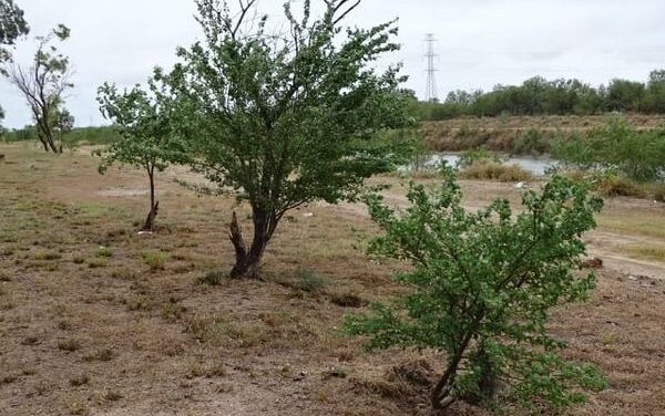 AMPLÍA GOBIERNO DE RÍO BRAVO ZONA REFORESTADA EN LIBRAMIENTO