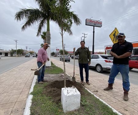 Supervisa Dr. Alberto Alanís, reforestación al camellón central de la Av. Lázaro Cárdenas