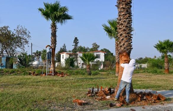 Departamento de Parques y Jardines del Gobierno Municipal, realiza la Poda y Mantenimiento de Palmas y Árboles en el Boulevard